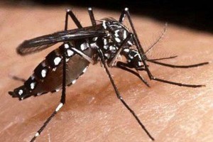 12062-casos-de-dengue-ja-foram-confirmados-na-paraiba